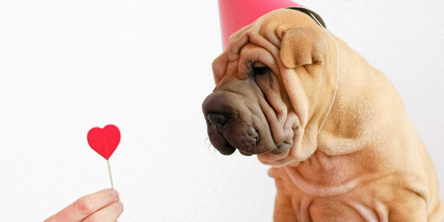 10 Facts About Pet Heart Health
