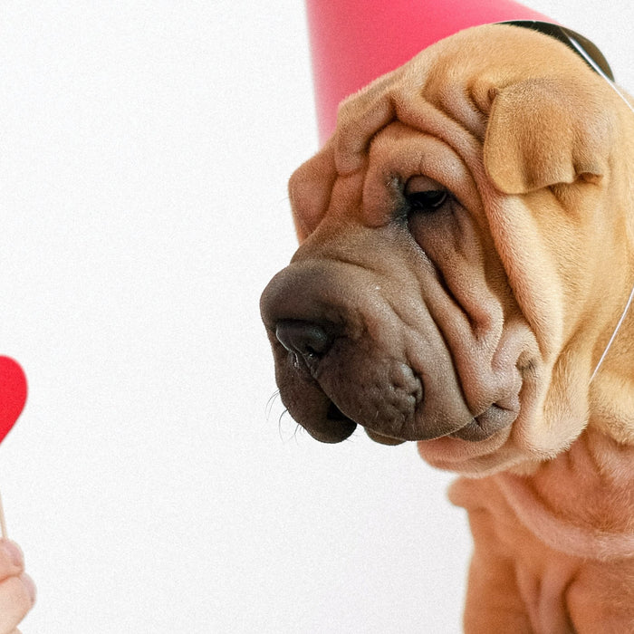 10 Facts About Pet Heart Health