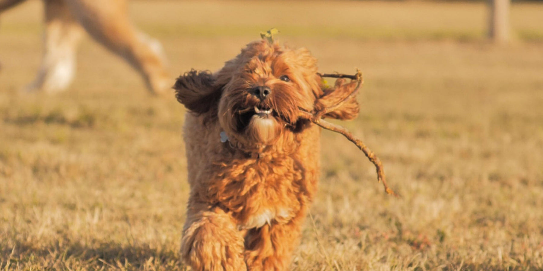 Healthy Pets, Healthy Gut